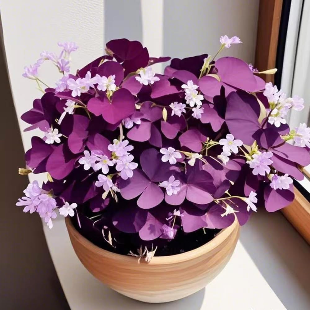 12+ Purple Oxalis Triangularis Bulb Flowers for Planting Indoors or Outdoors-Sha
