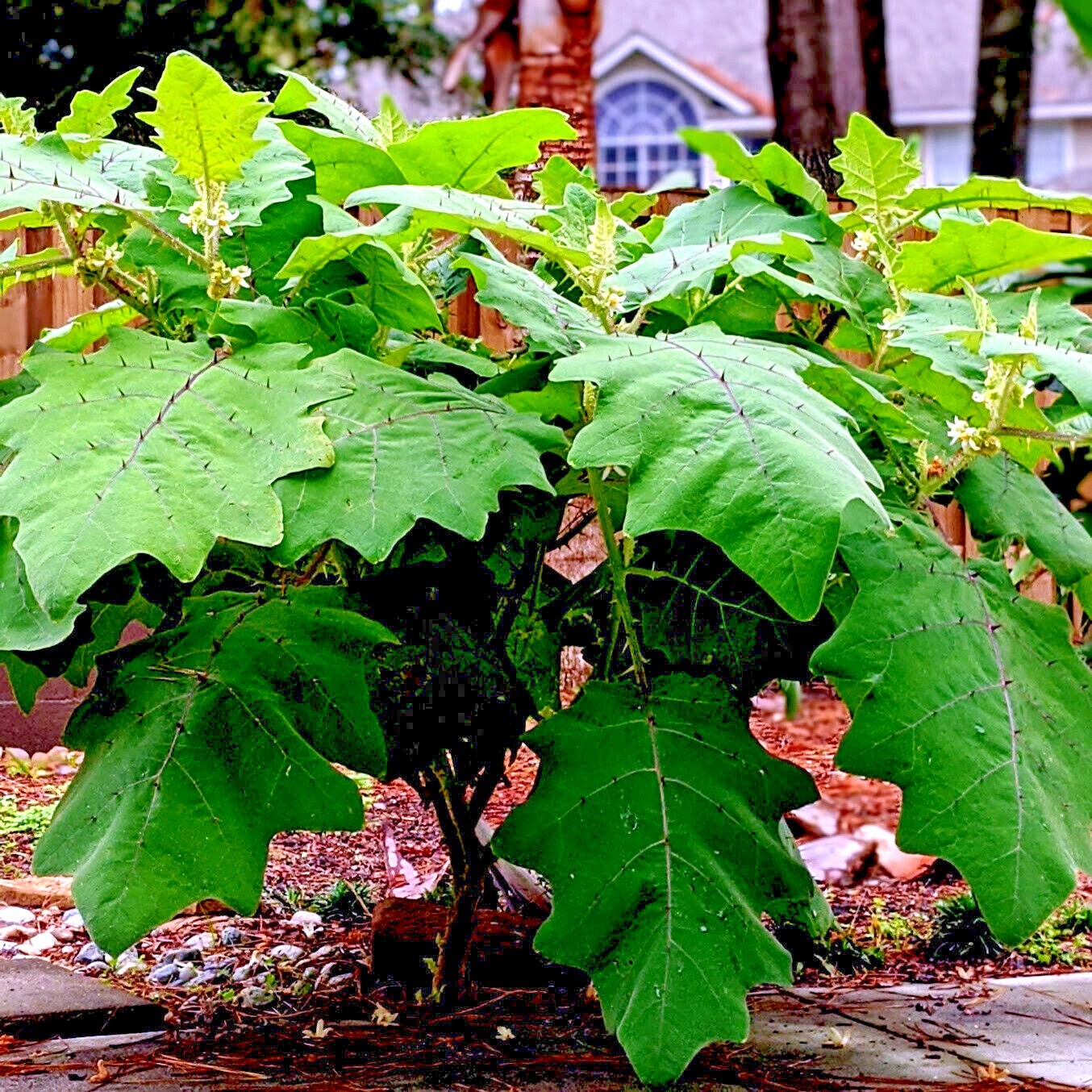 Naranjilla Orange Tree Seeds Solanum quitoense “Lulo Quito” Garden Fruit Plant