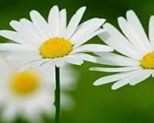 FEVERFEW SEEDS, 100 Seeds. Chrysanthemum Parthenium, Medicinal Herb, Perennial