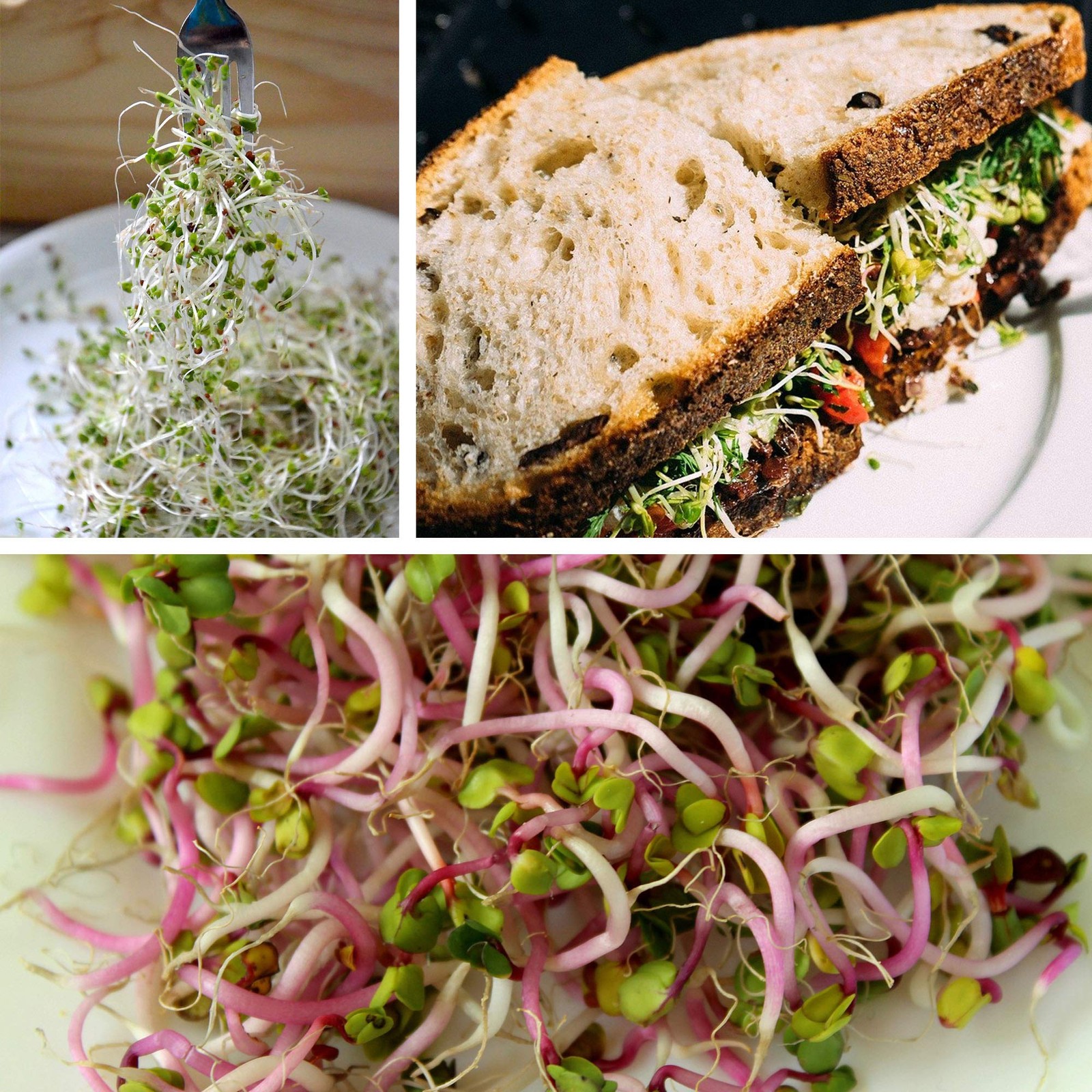 Organic Broccoli Sprout Kit with Stainless Steel Lid, Stand, NonGMO Seeds