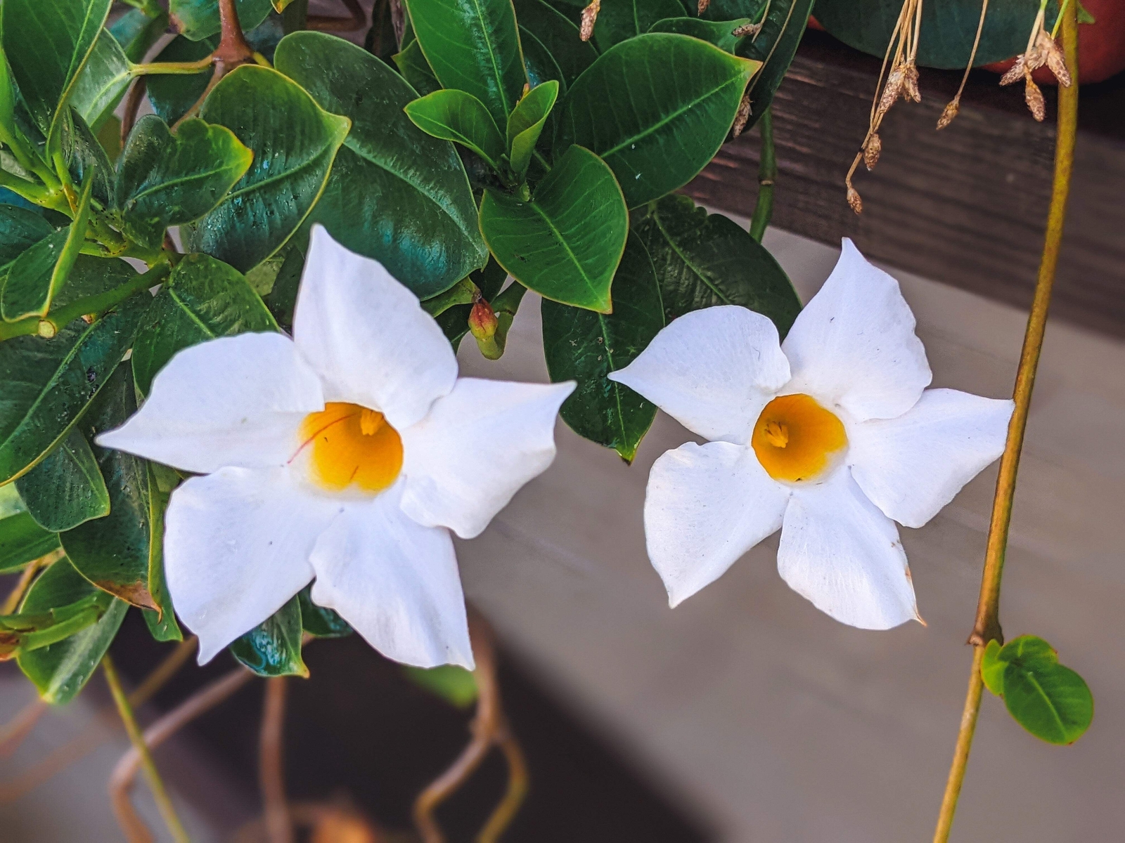 5 CHILEAN JASMINE / MANDEVILLA Laxa White Fragrant Flower Vine Seeds
