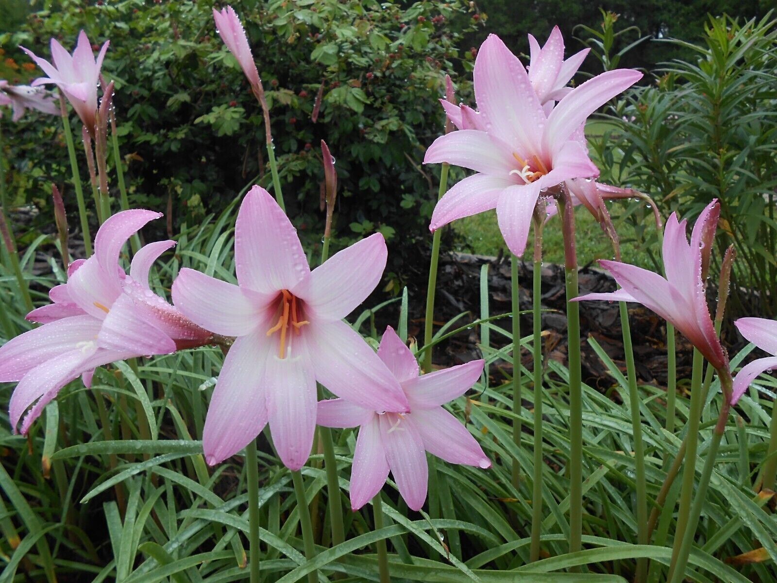 Rain Lily, Habranthus, 5 fresh bloom size bulbs, zephyranthes, free ship!!!