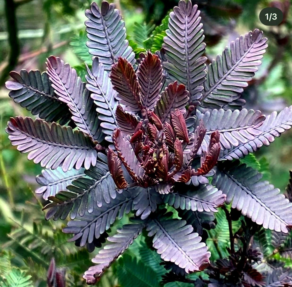 Acacia Baileyana v. Purpurea Tree Seeds “Purple Fern Leaf Mimosa” Yellow Flower