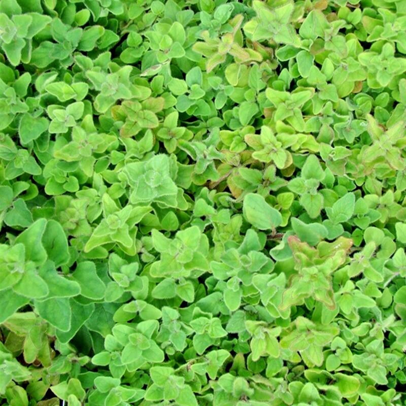2000+ OREGANO SEEDS HERB PERENNIAL GREENS GREEK FRESH MEDICINAL NON-GMO HEIRLOOM