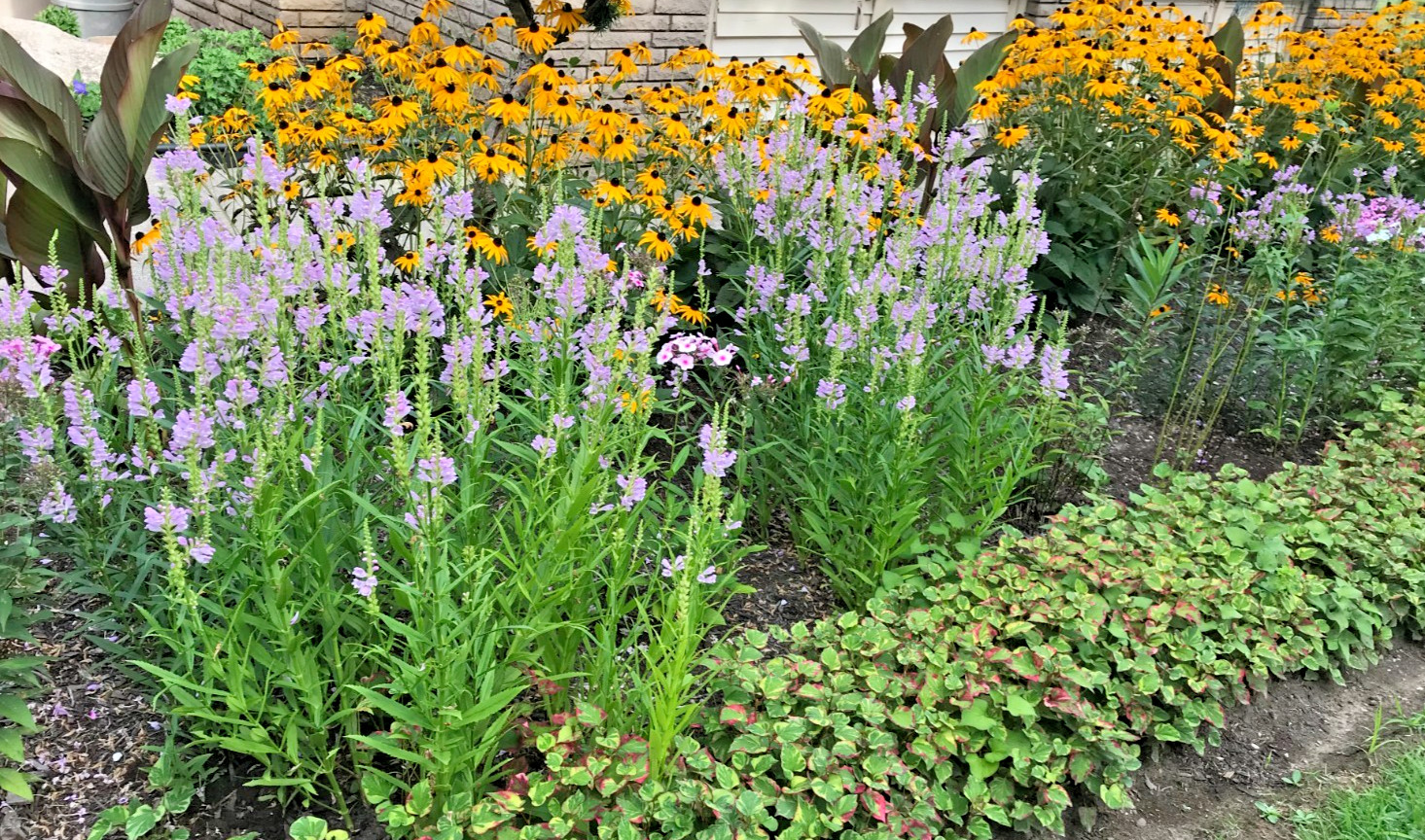 15 Live Plants Obedient Plant, Physostegia Virginiana PERENNIAL Bare Roots