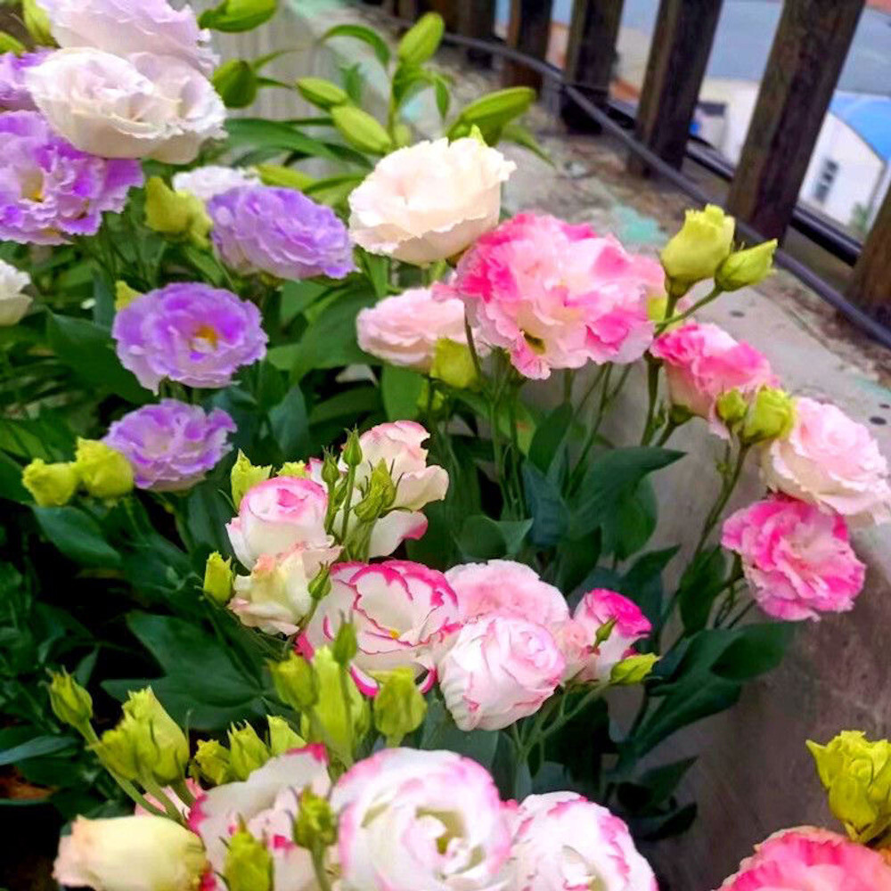 20 EXOTIC rare LISIANTHUS SEEDS for garden exotic flower plant beds USA SELLER
