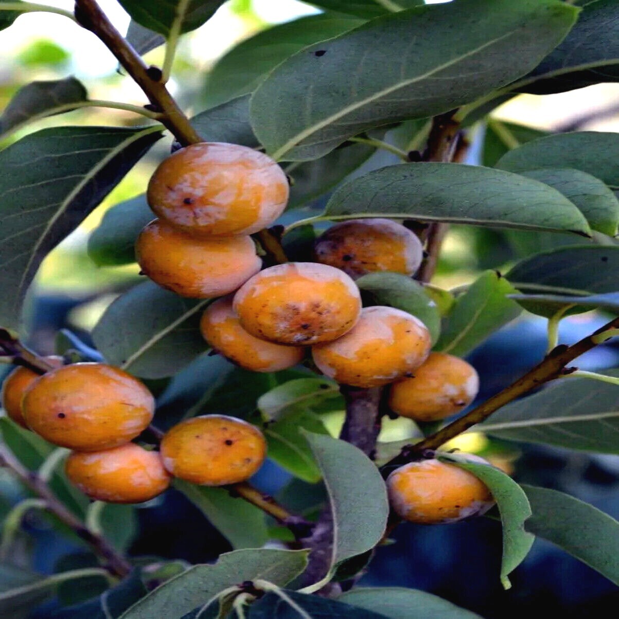 10 DATE PLUM FRUIT TREE SEEDS (Diospyros Lotus) “MEDITERRANEAN PERSIMMON” PLANT