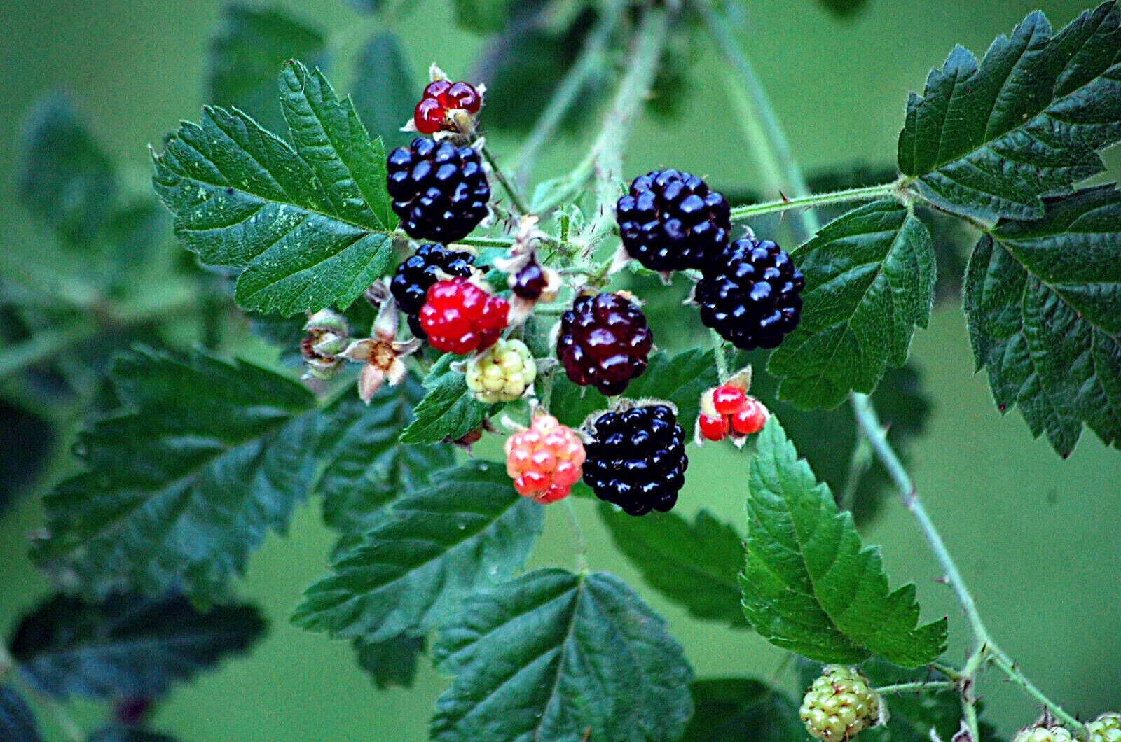 20 CALIFORNIA PACIFIC TRAILING BLACKBERRY SEEDS Rubus Ursinus Hardy Fruit Vine