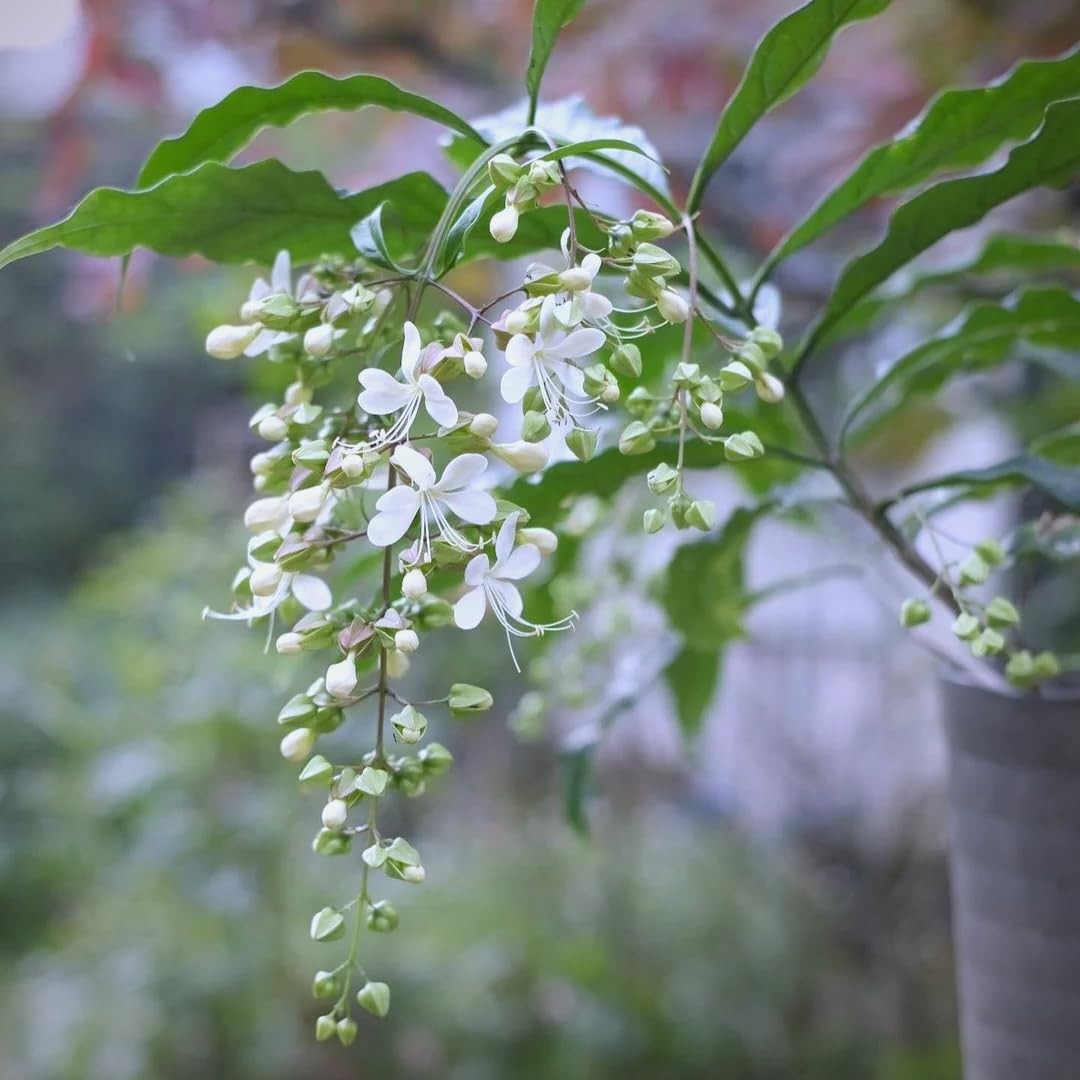 Climbing Weeping Jasmine Seeds for Planting, 300+Pcs Fragrant Climber Jasmine