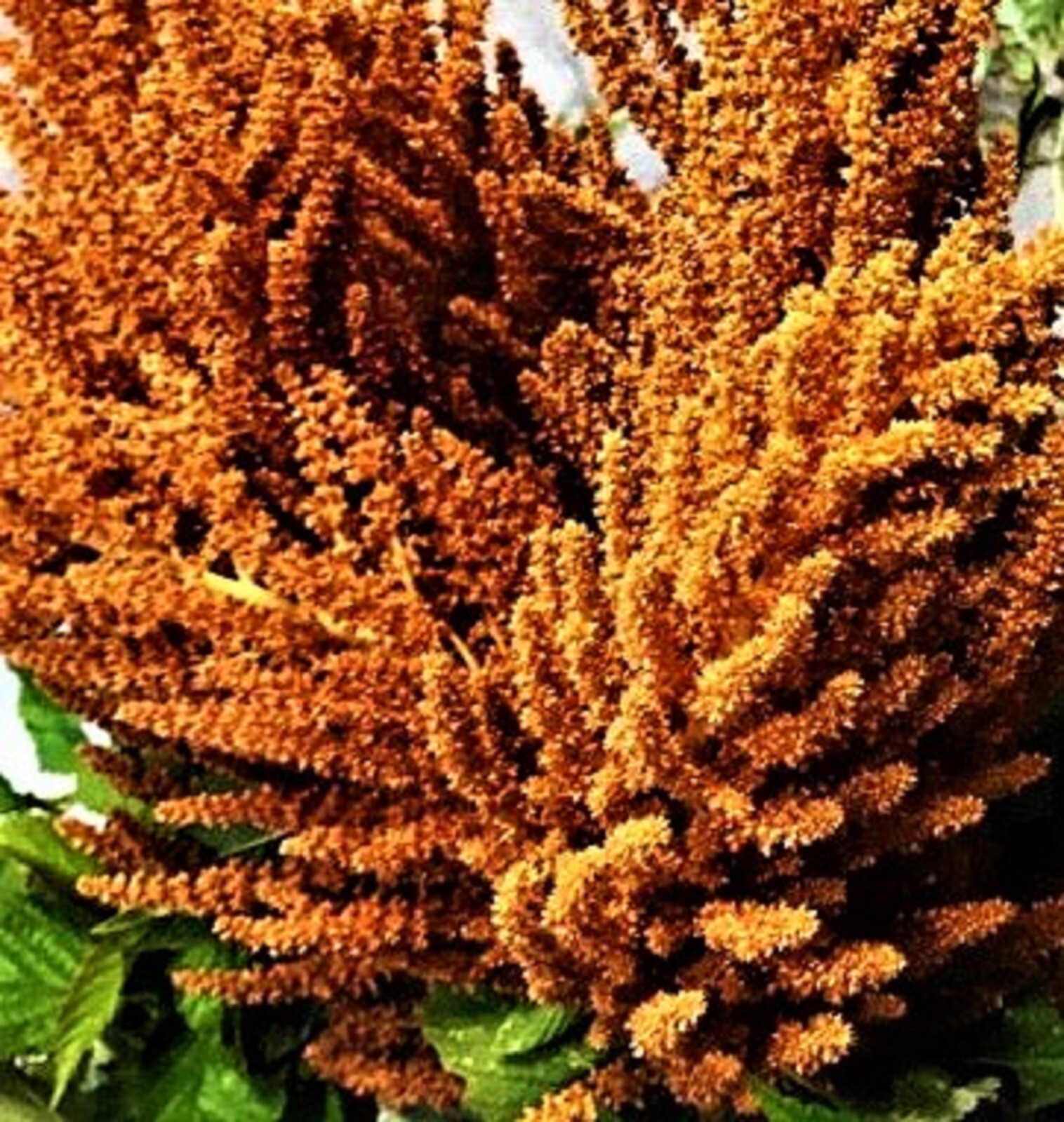 Amaranthus Hot Biscuits Seed Mix 50 Seeds NON-GMO BUY 4 GET FREE SHIPPING