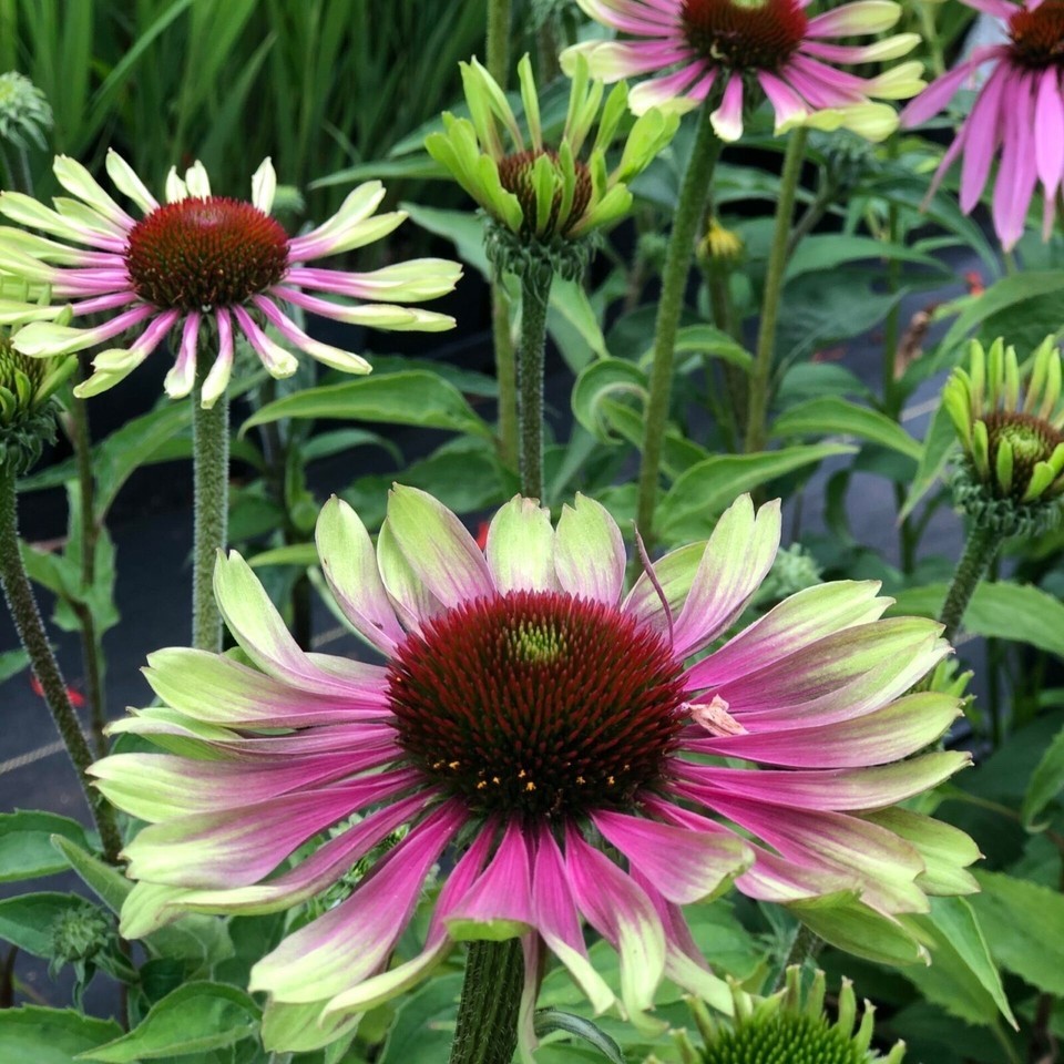 25 Green Twister Echinacea Purpurea Coneflower Seeds Organic Non-GMO Flower