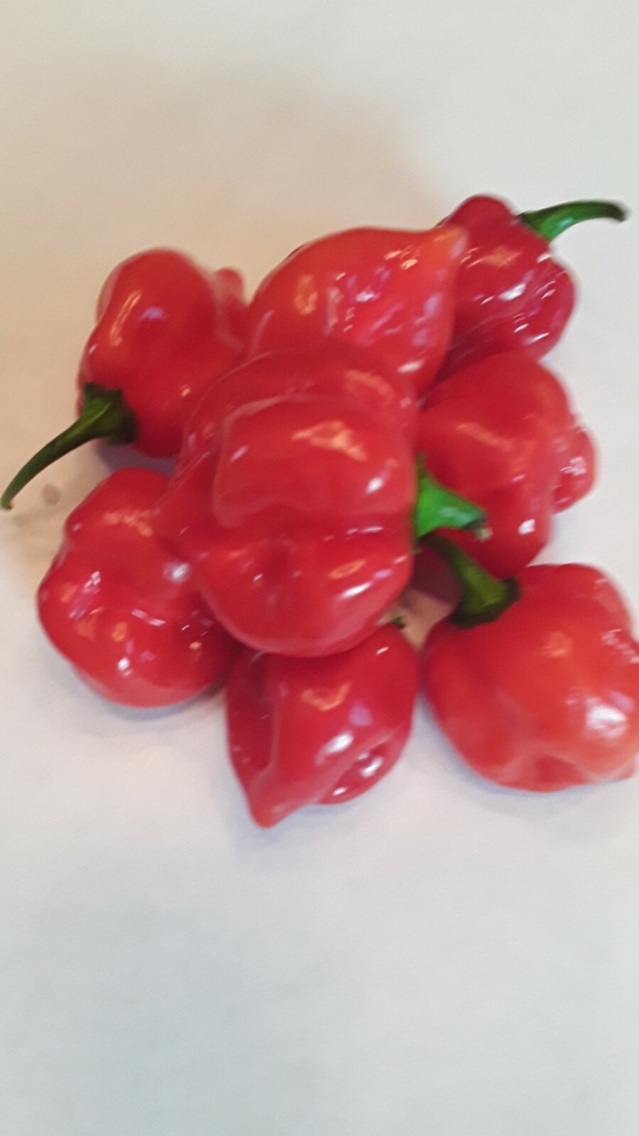 50 Red Habanero Pepper Seeds Open Pollinated Hot Flavorful