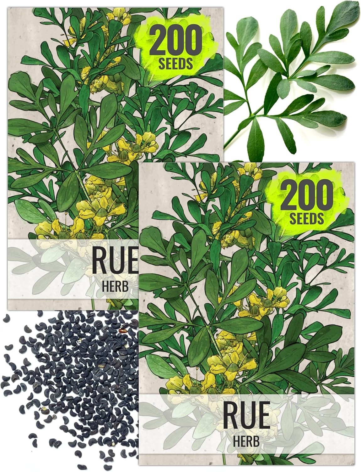 250 Non-GMO Rue Herb Seeds for Indoor/Outdoor Medicinal Gardening – 2 Packs