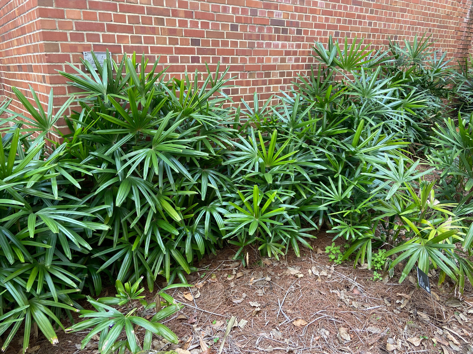 Rhapis excelsa Seeds. Lady Palm. Cold-Hardy!