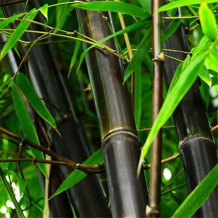 100 + Black bamboo seeds – Phyllostachys nigra. USA seller.