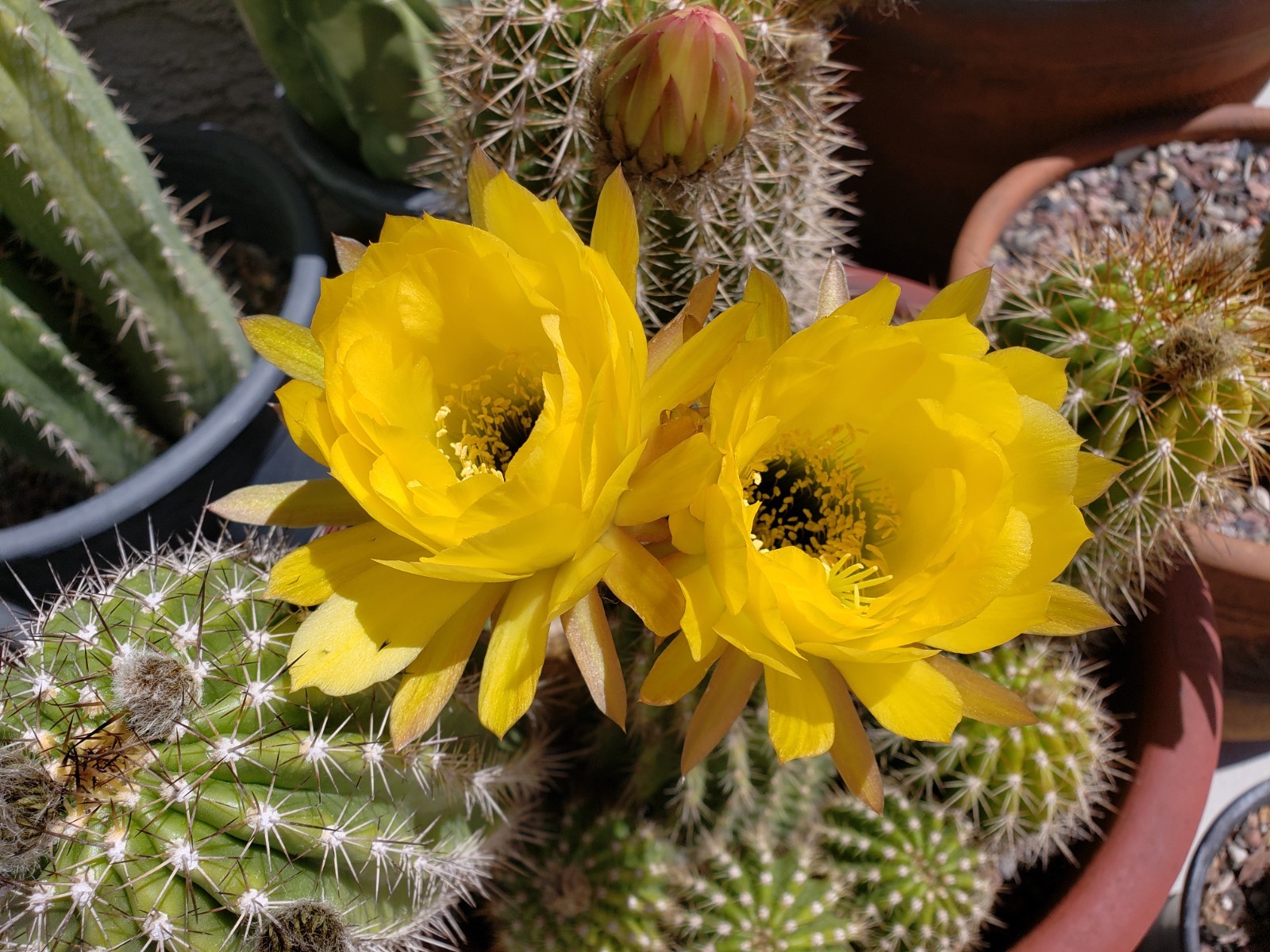 Echinopsis Grandiflorus Cactus Hybrid 50x Seeds *Beautiful Flowers*