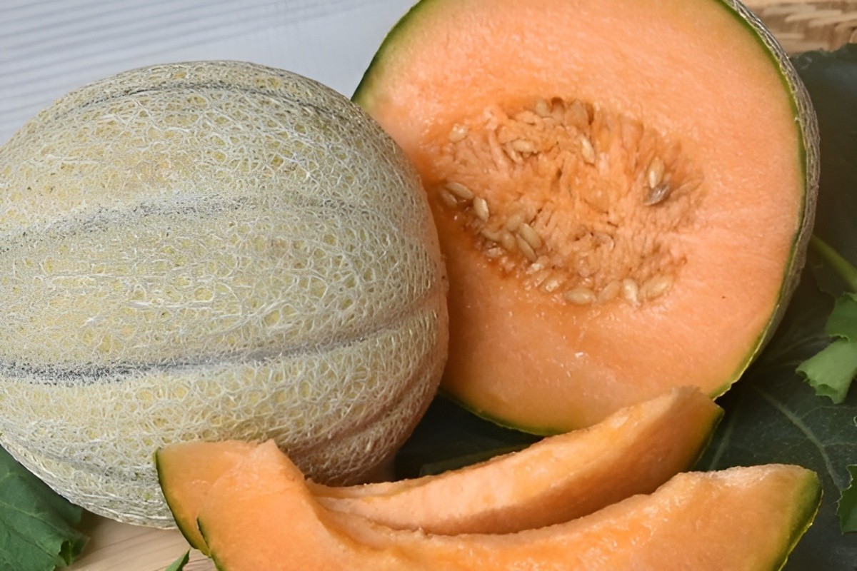 50 Heirloom Jumbo Iroquois Cantaloupe Seeds – Gigantic 7-8LB Super Sweet Melon