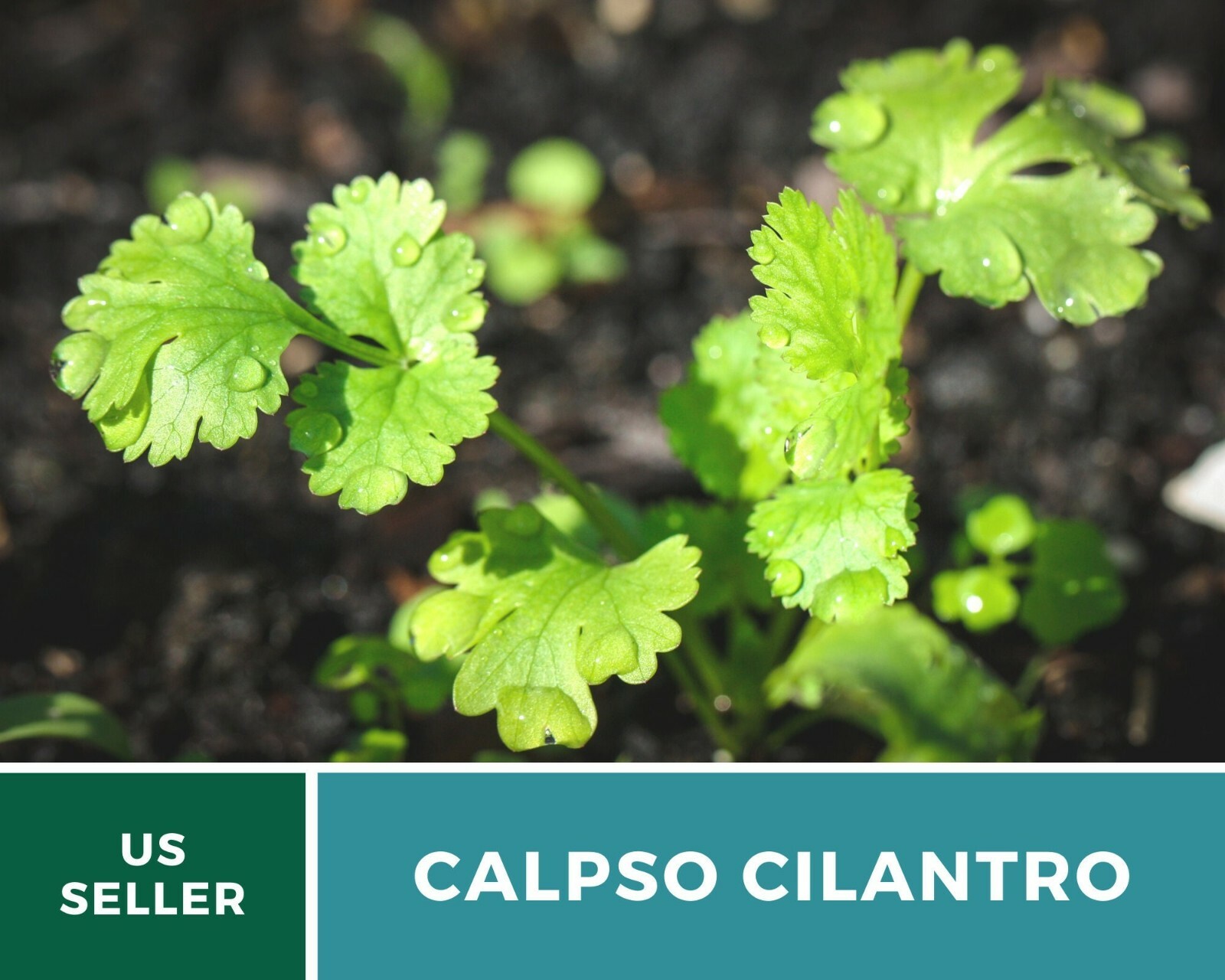 Cilantro (Coriander), Calypso – Heirloom Seeds – Culinary & Medicinal Herb