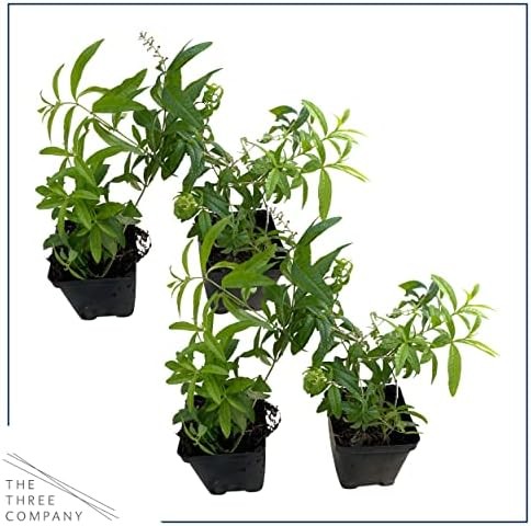 Live Herb – Lemon Verbena (4 Per Pack), Aromatic and Health Enhancer, Naturally