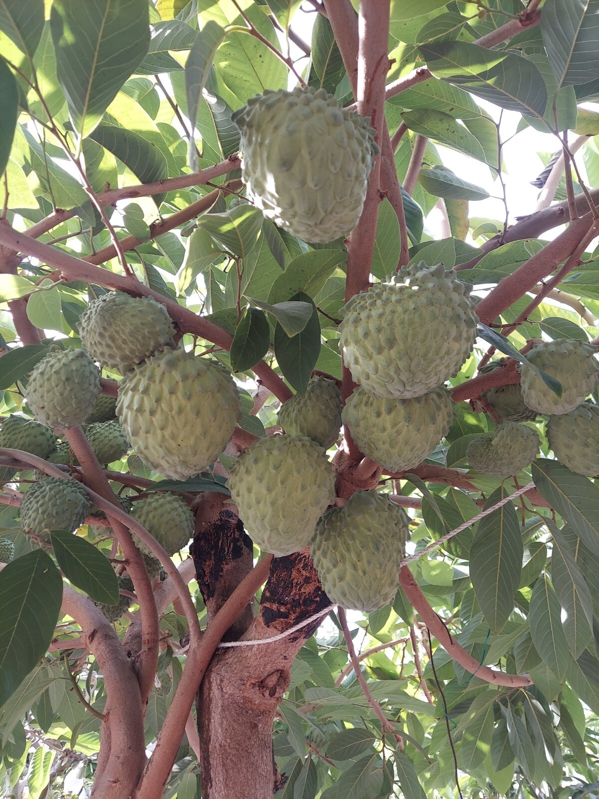 Organic Australia Cherimoya 60 Seeds.