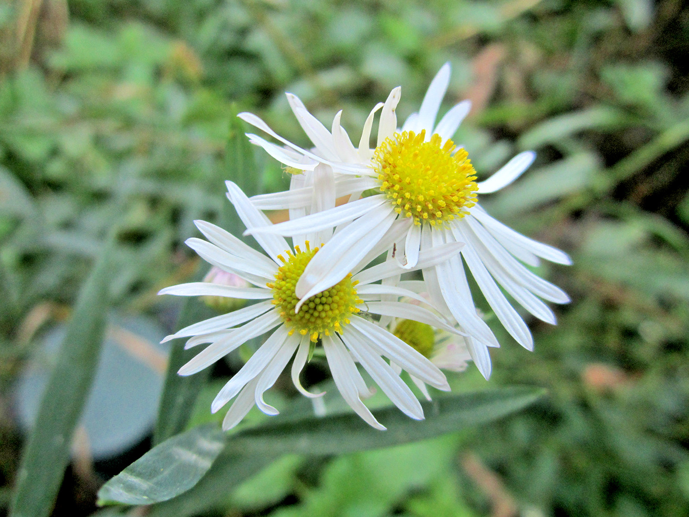201+FALSE ASTER Seeds Perennial Native Wildflower Poor Soils Summer Fall Garden