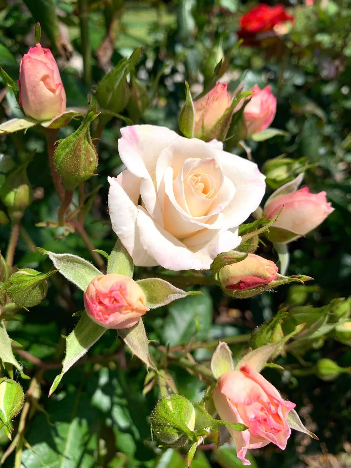 Fragrant White Swany Rose/ Shrub Rose – 5 Stems 4-8 inches for planting – US