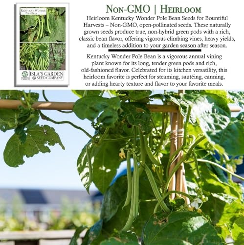 Kentucky Wonder Pole Bean Seeds (Phaseolus vulgaris) – 30+ Non-GMO Heirloom