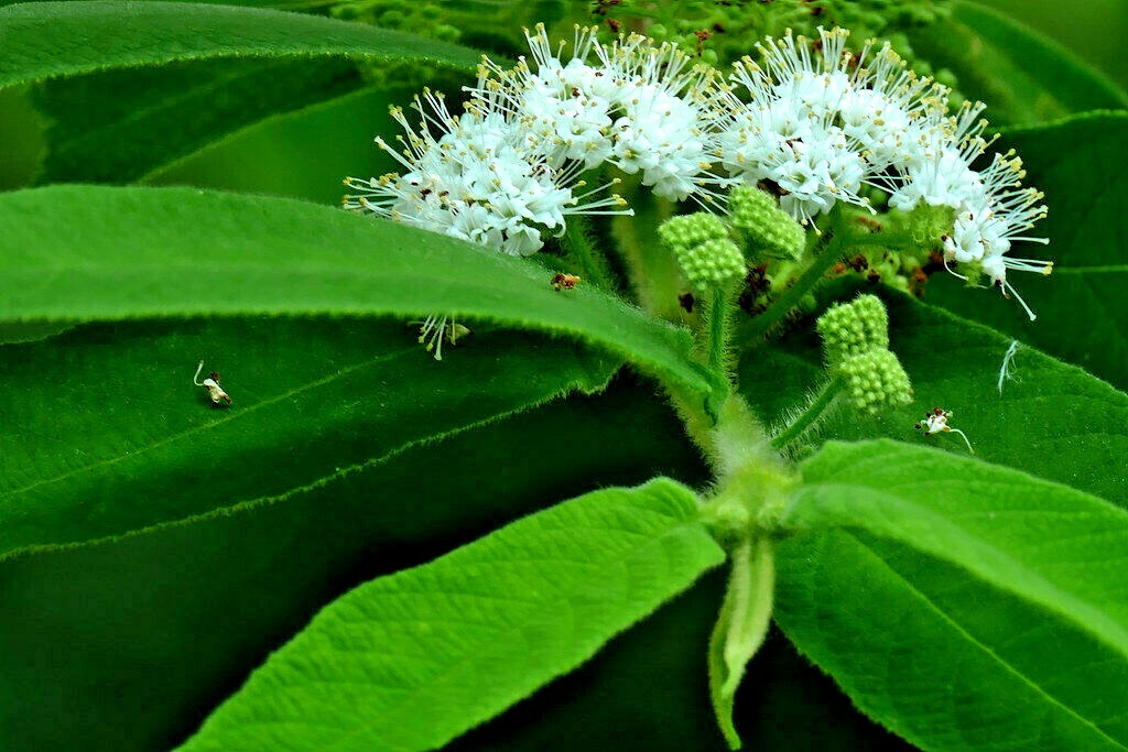 20 BAMBOO LEAF BEAUTYBERRY SEEDS – callicarpa pilosissima