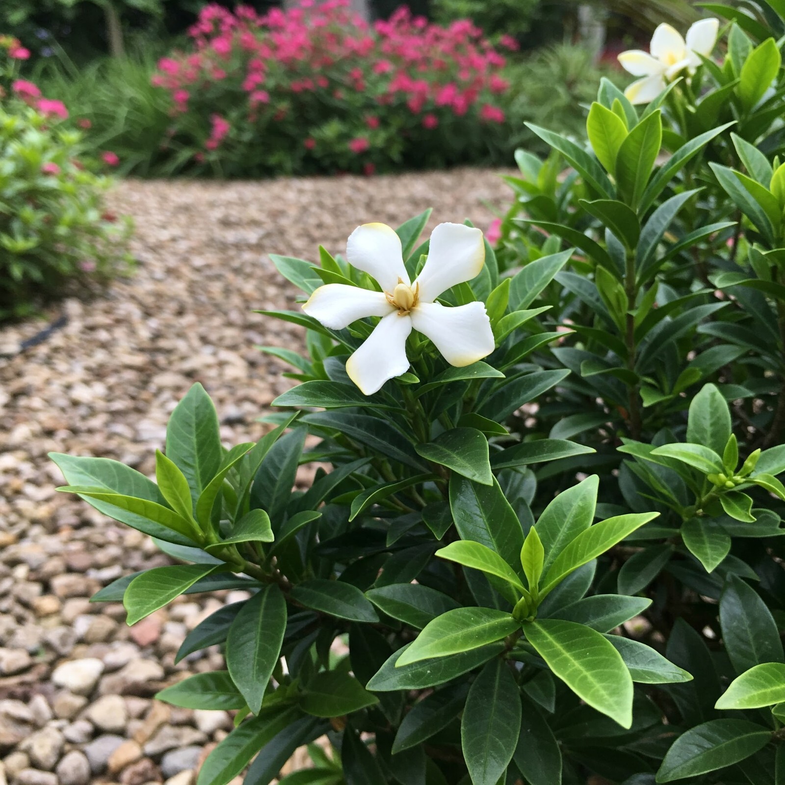 Dwarf Radicans Gardenia 3 Gal Flowering Gardenia jasminoides Radicans for Garden