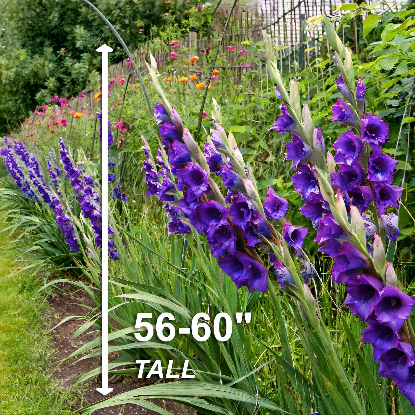 Garden State Bulb Purple Flora Gladiolus Flower Bulbs, 12/14cm, Spring