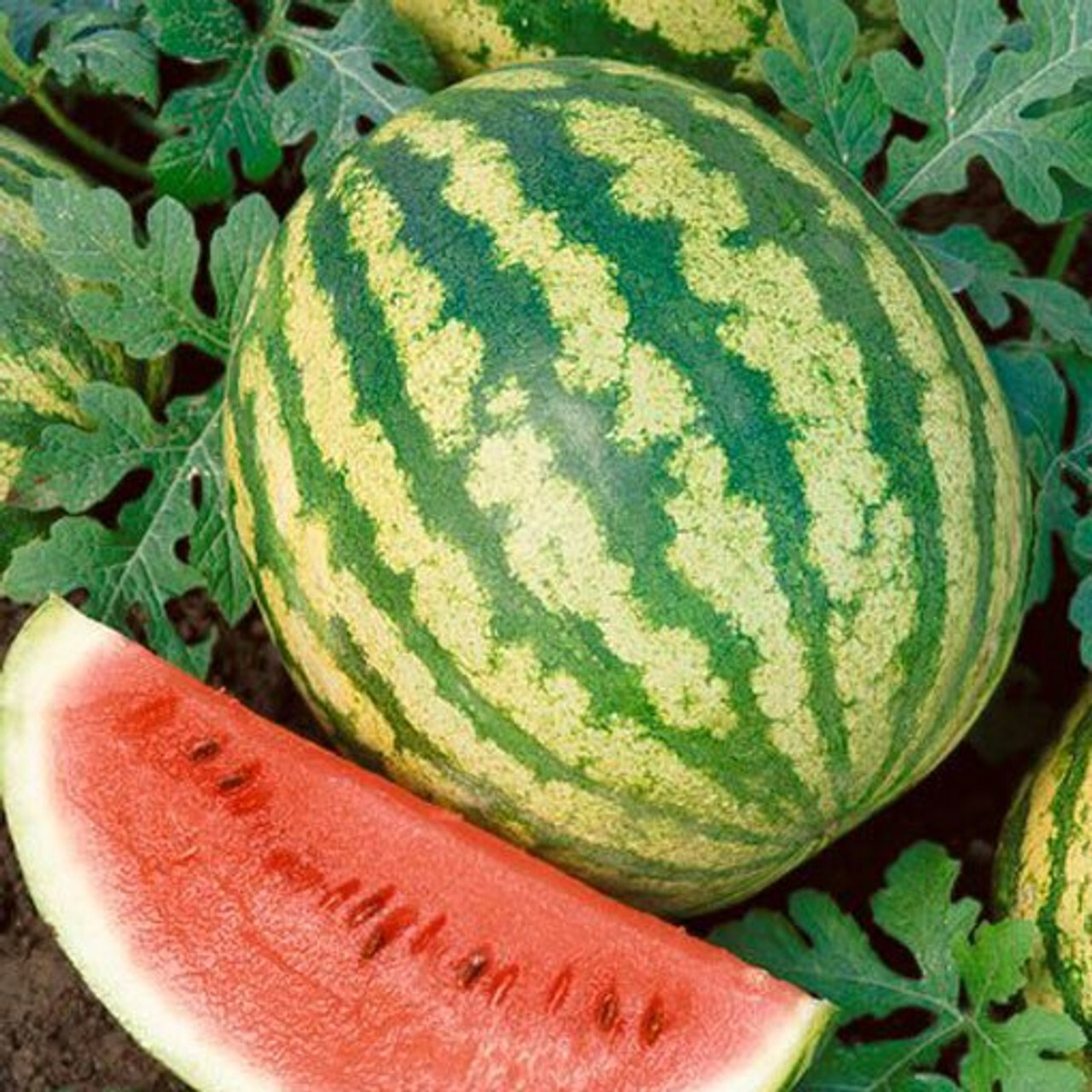 Crimson Sweet Watermelon Seeds, NON-GMO, Heirloom, Variety Sizes, FREE SHIP