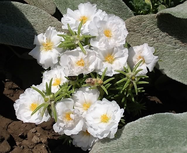 100 WHITE PORTULACA Grandiflora / MOSS ROSE Flower Seeds *Flat S/H