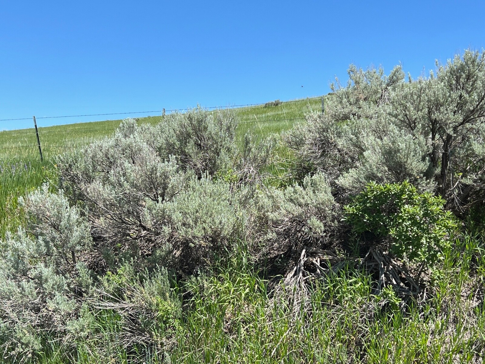 SAGEBRUSH CUTTINGS 8-12 inch long, 2+ pound. Fragrant for Decorations & Smudging