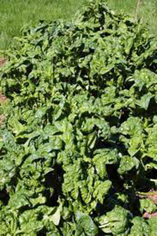 SPINACH, BLOOMSDALE LONG STANDING, HEIRLOOM, 25+ SEEDS, GREAT FOR SALADS