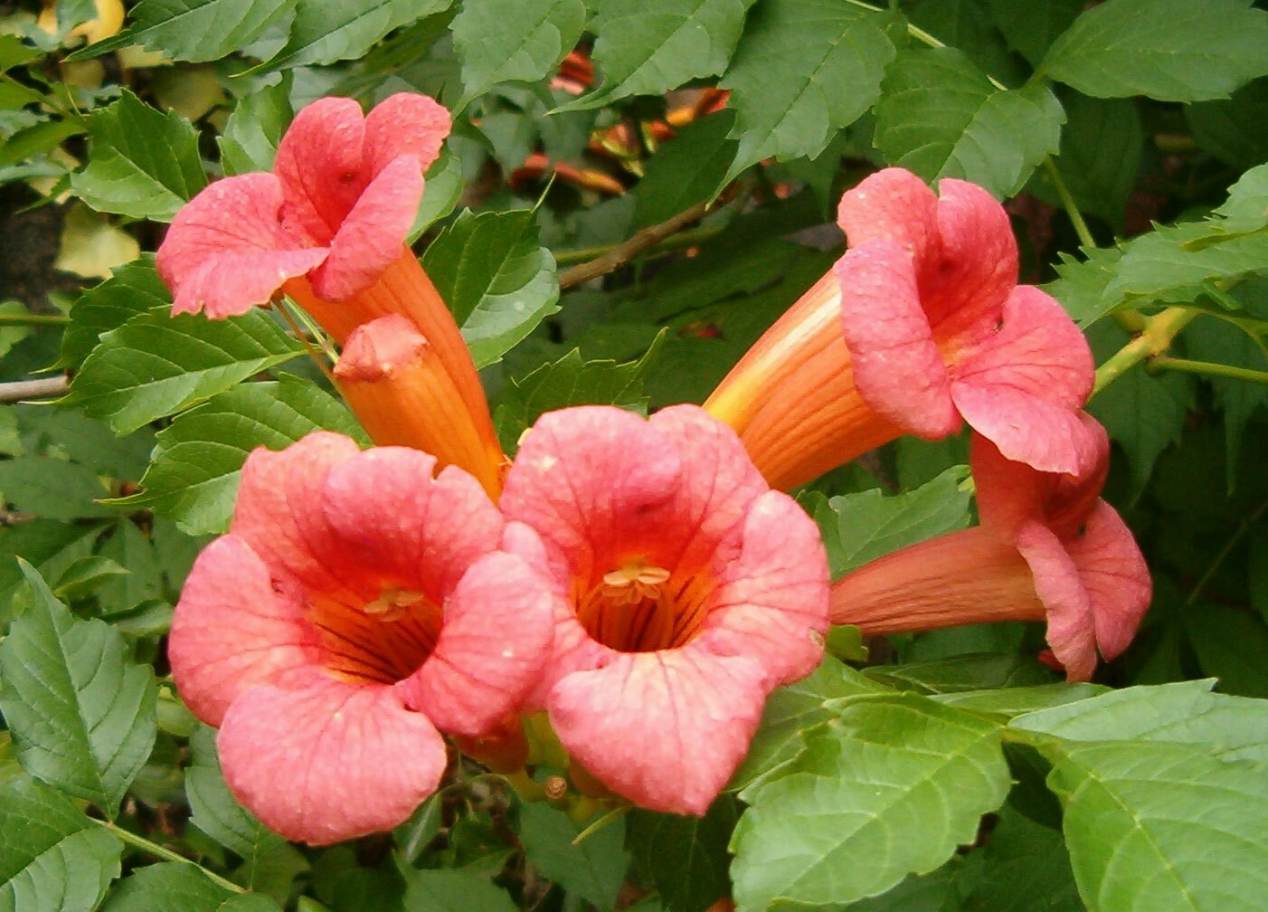 Campsis radicans Flamenco | Crimson Trumpet Vine | 10_Seeds