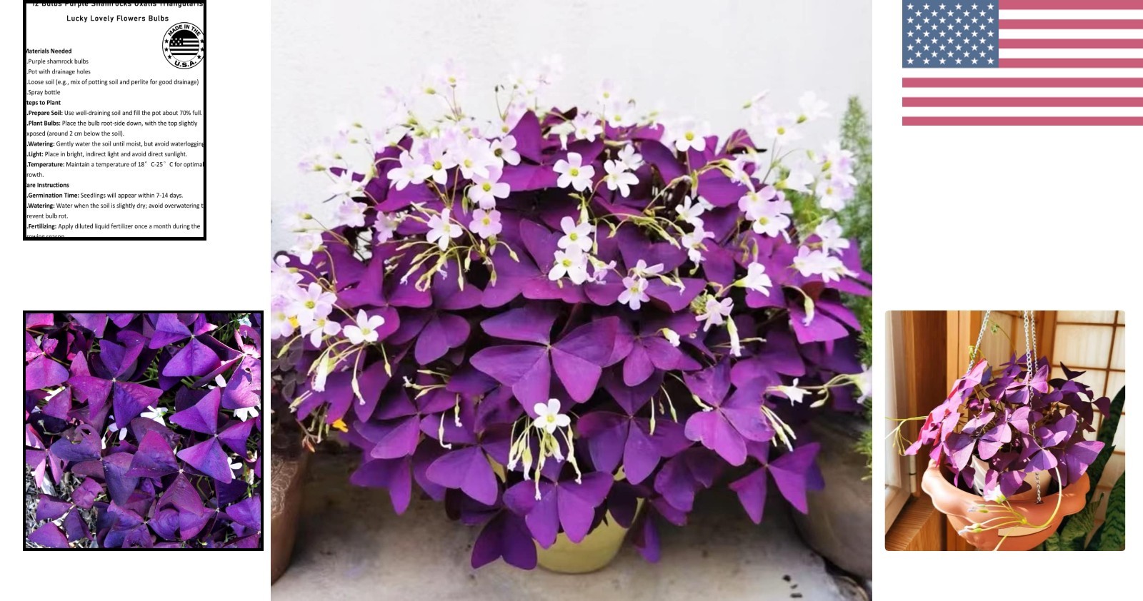 Indoor/Outdoor 12+ Purple Shamrock Bulbs – Low Maintenance Good Luck Plants