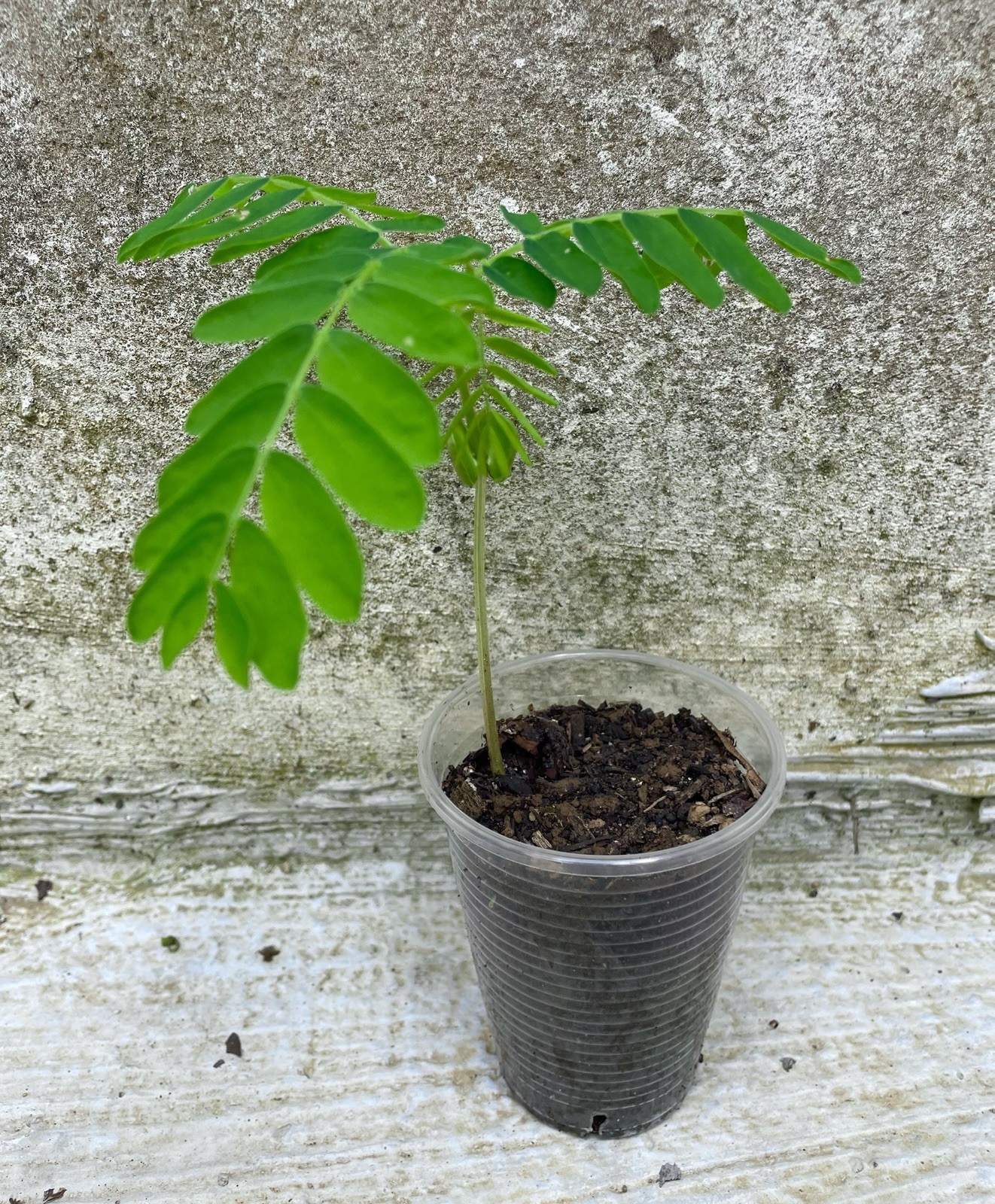 Tamarind Live Plant Tamarindus indica Tropical Fruit Tree 7-8 Inches Healthy