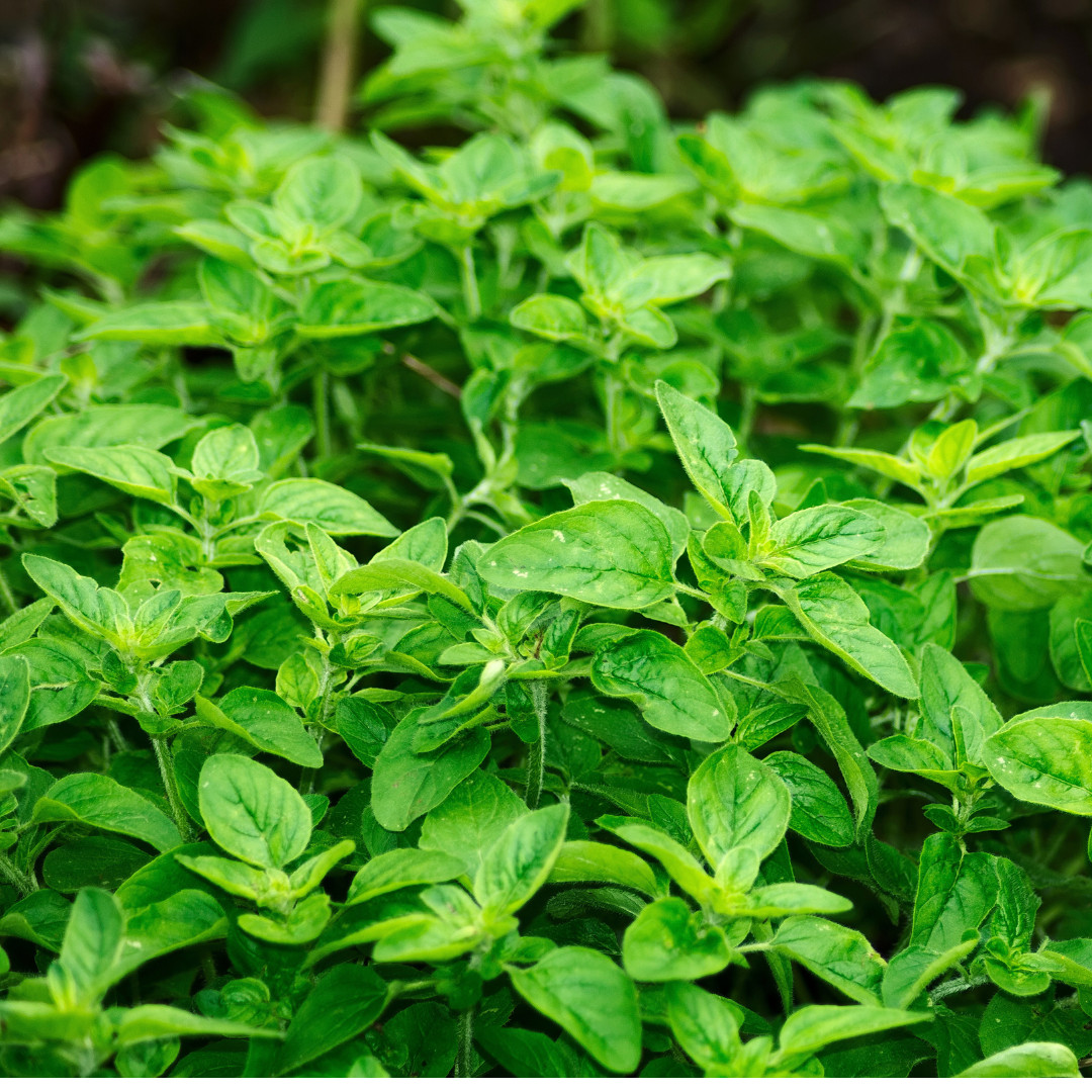 Fresh Oregano Seeds | Italian | Herb | Culinary | Heirloom Non-GMO | Herb Seeds