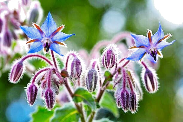 100 BORAGE SEEDS | FREE SHIPPING NON GMO HEIRLOOM 2026 EDIBLE BUTTERFLIES BEES