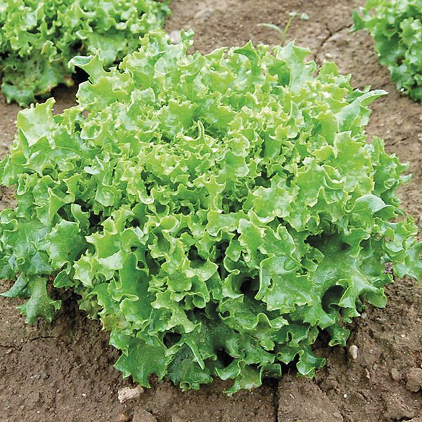 800+ TANGO LEAF LETTUCE SEEDS FRESH HARVEST FOR GARDENS