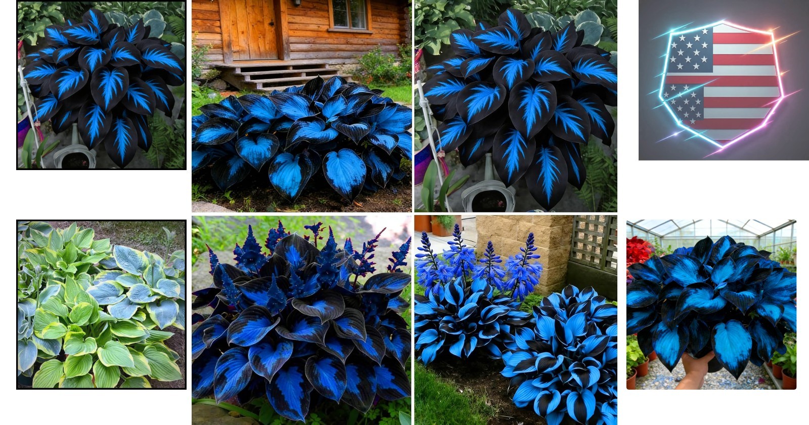 Hosta Seeds for Planting, 290+pcs Rare Perennial Hosta Flower Seeds Plants, N…