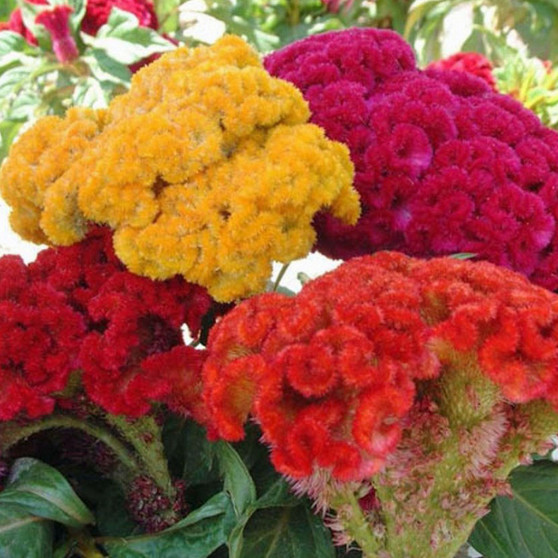 Cristata Mix Celosia Seeds | Non-GMO | Free Shipping | Seed Store | 1276