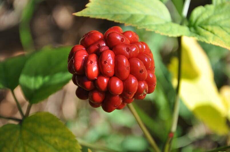 American Ginseng Seeds for Planting (50 Seeds) Ready to Plant