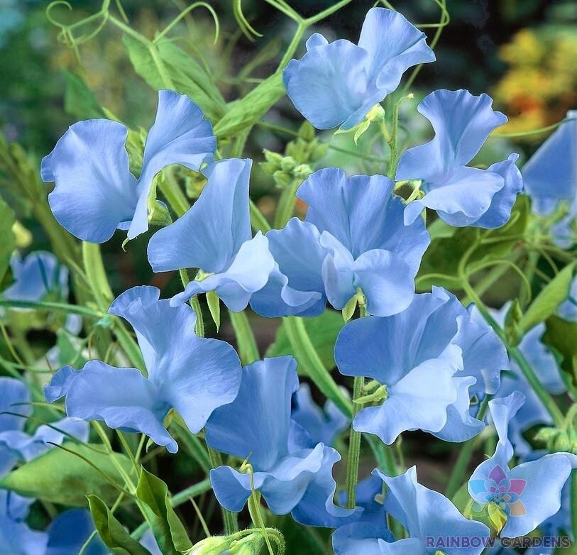 50+ Cheshire Blue Sweet Pea Seeds for Garden Planting – USA – FREE SHIPPING!