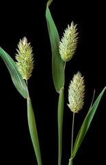 Canary Seed Alpiste 4Lbs 3Pack 12 Lbs