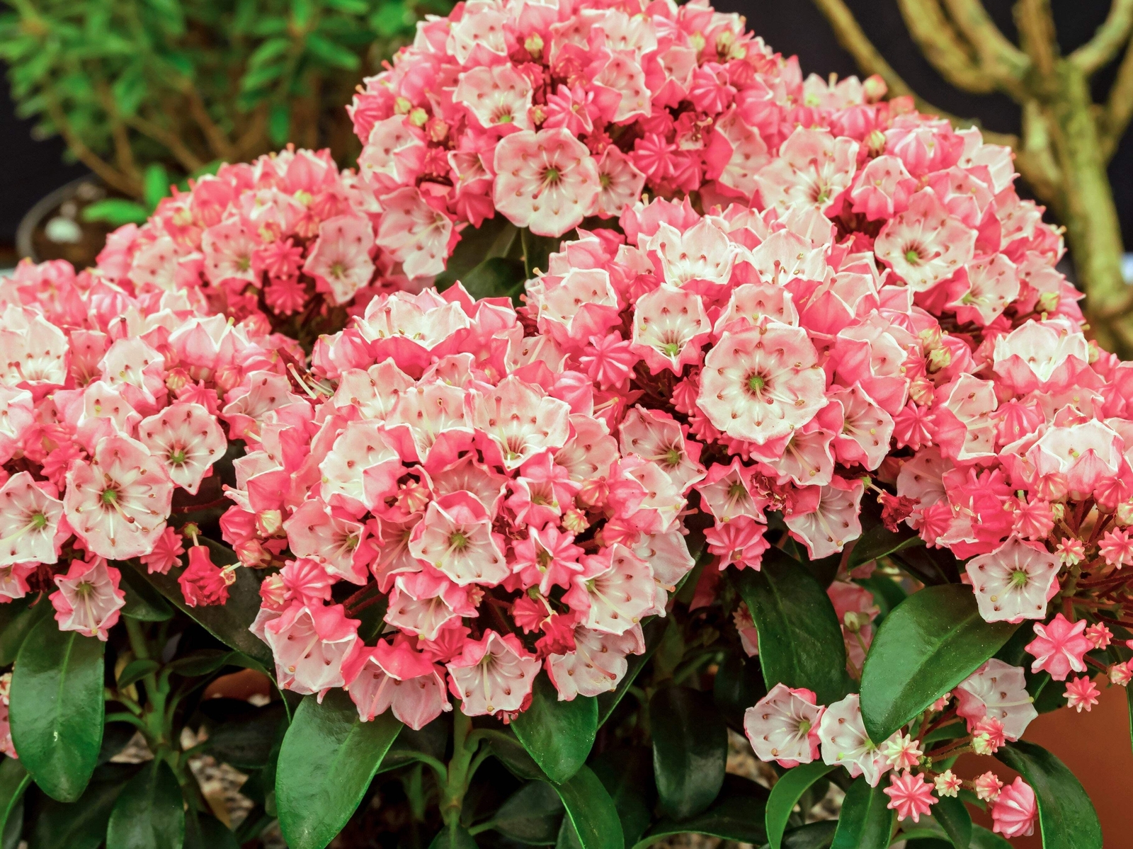50 MOUNTAIN LAUREL White Pink Red Kalmia Latifolia Shrub Bush Seeds