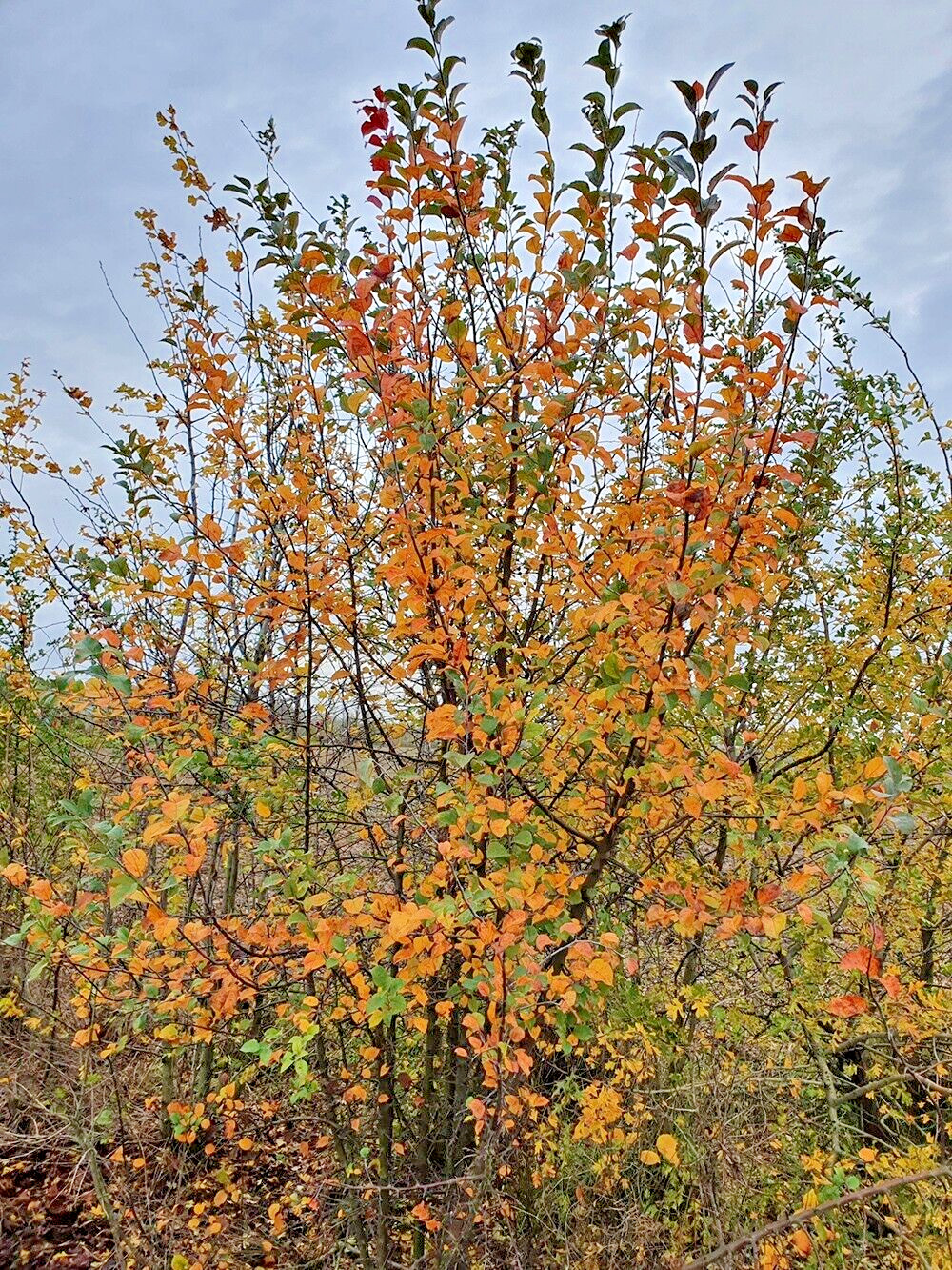 French Wild Apple Tree | Premium Seeds | Malus sylvestris ‘Fall’ | Plants’®