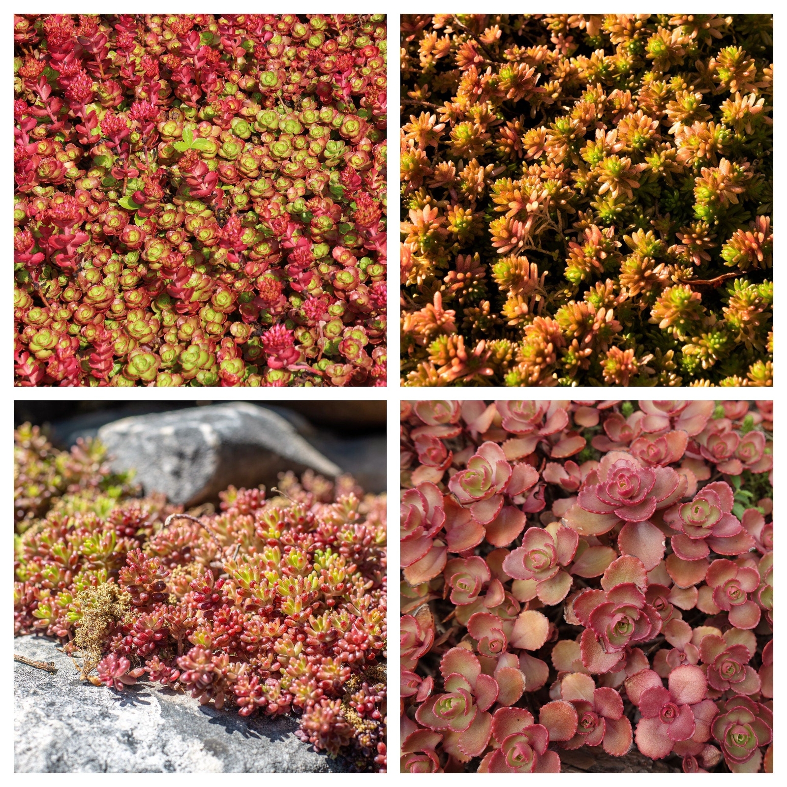 150 MIXED SEDUM Stonecrop Succulent Groundcover Red Pink Purple + Flower Seeds