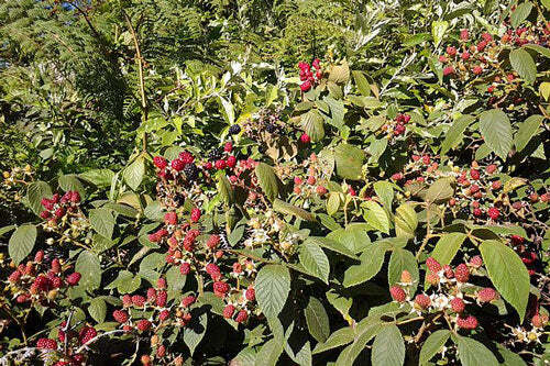 Rubus glaucus | Andean Raspberry | Mora de Castilla | 20 Seeds