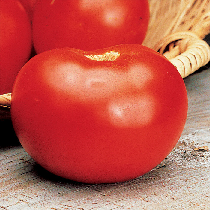Marion Tomato Seeds 50 Ct Vegetable HEIRLOOM NON-GMO INDETERMINATE FREE SHIPPING